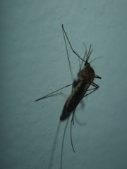 Culicinae