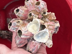 Megabalanus tintinnabulum