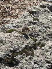 Lluciapomaresius stalii