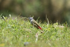 Coccopygia quartinia