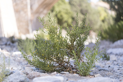 Dittrichia viscosa angustifolia