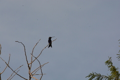 Heliomaster furcifer