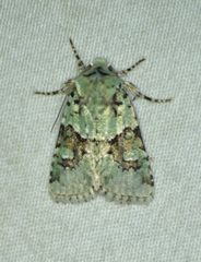 Lacinipolia implicata