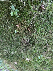 Atrichum undulatum