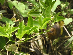 Passiflora edulis