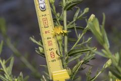 Dittrichia viscosa angustifolia