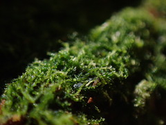 Cephalozia bicuspidata