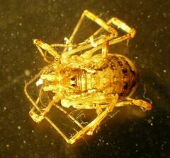 Paroligolophus agrestis