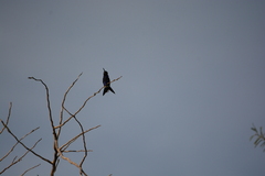 Heliomaster furcifer