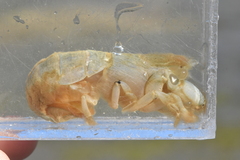 Upogebia pugettensis