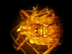 Paroligolophus agrestis