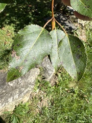 Populus balsamifera