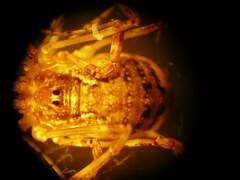 Paroligolophus agrestis