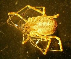 Paroligolophus agrestis