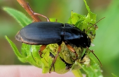 Harpalus pensylvanicus