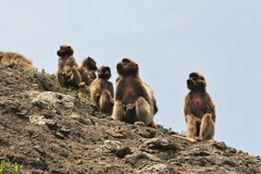 Theropithecus gelada