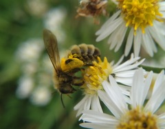 Andrena hirticincta