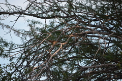 Coryphistera alaudina