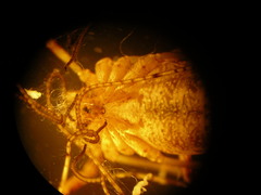Paroligolophus agrestis