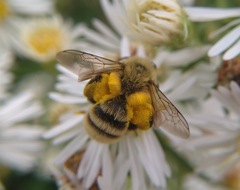 Andrena hirticincta