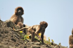 Theropithecus gelada