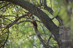 Lepidocolaptes angustirostris