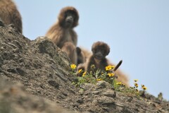 Theropithecus gelada