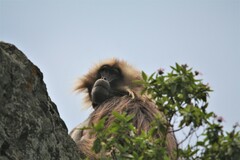 Theropithecus gelada