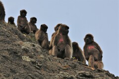Theropithecus gelada
