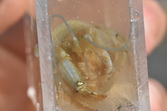 Upogebia pugettensis