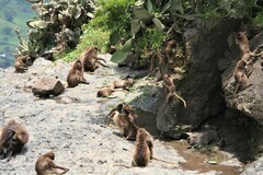 Theropithecus gelada