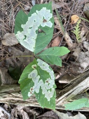 Cameraria caryaefoliella