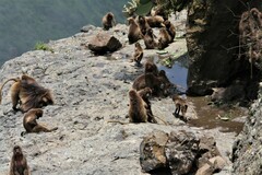 Theropithecus gelada