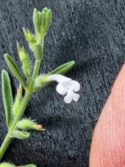 Hedeoma reverchonii