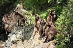 Theropithecus gelada