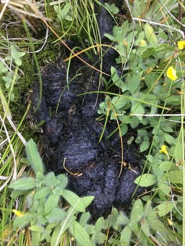 iNaturalist observation photo of American Black Bear