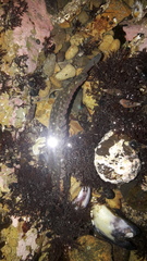 Acanthoclinus fuscus