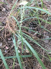 Chasmanthium sessiliflorum