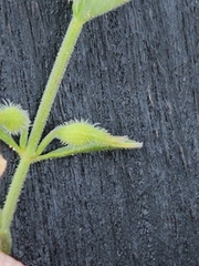 Hedeoma reverchonii