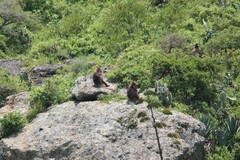 Theropithecus gelada
