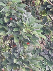 Erythrina edulis