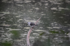 Fluvicola albiventer