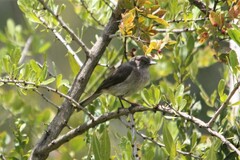 Melaenornis chocolatinus