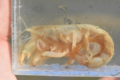 Upogebia pugettensis