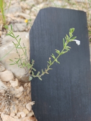 Hedeoma reverchonii