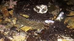 Acanthoclinus fuscus
