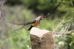 Turdus abyssinicus