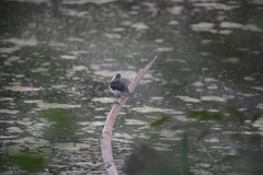 Fluvicola albiventer