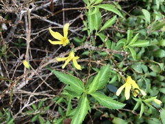 Forsythia
