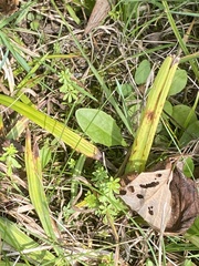 Spiranthes incurva